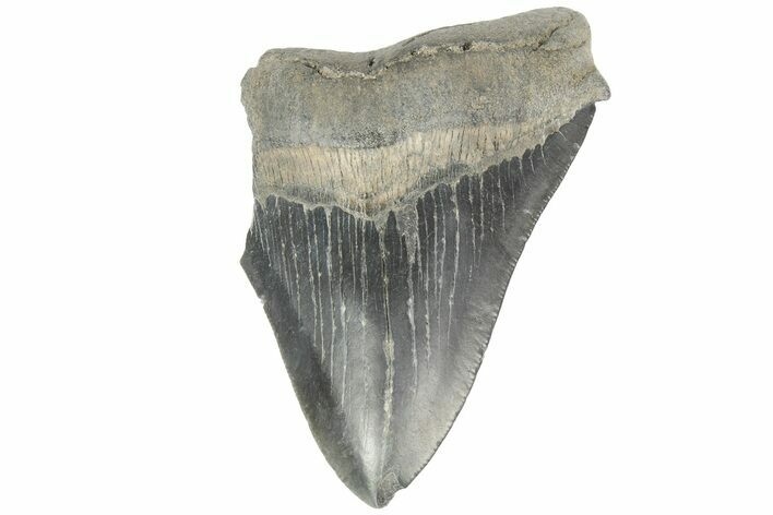 Partial, Fossil Megalodon Tooth - South Carolina #168335